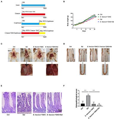 The Protective Effect of E. faecium on S. typhimurium Infection Induced Damage to Intestinal Mucosa